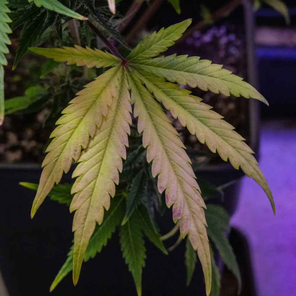 Analysefoto für die Nährstoffanalyse: Cannabisblatt an der Pflanze mit aufgehellten, gelblichen Blättchen