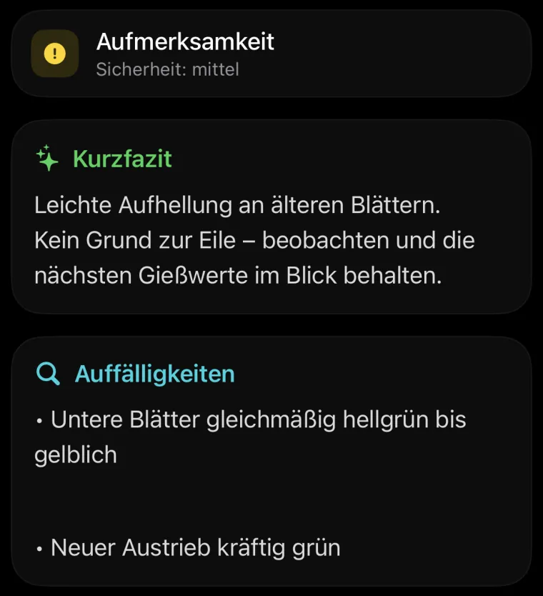 Aufmerksamkeit, Sicherheit: mittel. Kurzfazit: Leichte Aufhellung an älteren Blättern. Kein Grund zur Eile – beobachten und die nächsten Gießwerte im Blick behalten. Auffälligkeiten: Untere Blätter gleichmäßig hellgrün bis gelblich. Neuer Austrieb kräftig grün.